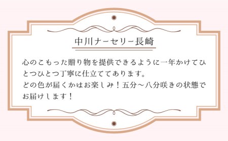 【2024年12月〜発送】【ギフトにピッタリ！】シクラメン 6号 鉢 / 南島原市 / 中川ナーセリー長崎 [SDL001]