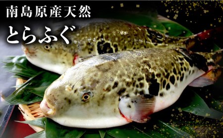 【2025年3月下旬〜発送】南島原産 天然 とらふぐ 刺身 5〜6人前 ×2 Wセット（2箱） / ふぐ フグ トラフグ ふぐアラ 魚 ヒレ酒  / 南島原市 / 大和庵 [SCJ020]