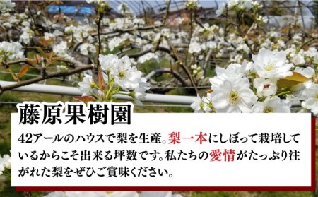 【2024年7月〜発送】【4回 定期便 ！南島原の 梨 を 食べ比べ ！】幸水 豊水 二十世紀 新高 / 梨 なし フルーツ フルーツ定期便 / 南島原市 / 藤原果樹園[SBV005]