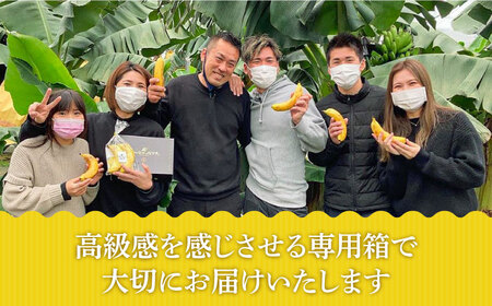 【6回定期便】なかなかバナナ 5本〈7月~9月は発送停止〉ミナサポ [SCW048] バナナ