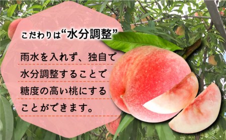 【2025年6月?発送】どちらが届くかはお楽しみ！温室桃 約1kg / 日川白鳳 or ももか / 桃 もも フルーツ 果物 / 南島原市 / 川田農園 [SAP002]