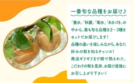 【2025年8月下旬〜発送】梨 2種以上 食べ比べ セット 5kg / 豊水 秋麗 菊水 あきづき / なし フルーツ 果物  / 南島原市 / 松尾観光梨園[SCX001]