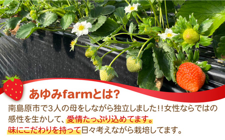 【2025年1月〜発送】南島原産 いちご 『恋みのり』約260g×4パック / フルーツ 果物 イチゴ 苺 / 南島原市 / あゆみfarm [SFF001]