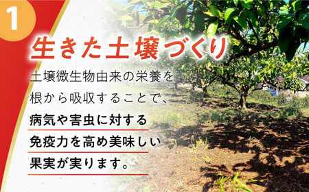 【先行予約】温州みかん10kg[ECQ006]温州みかん