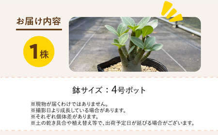 Adenium arabicum アデニウム アラビカム １株 長与町/アグリューム[EAI156] 