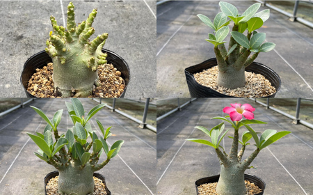 Adenium arabicum アデニウム アラビカム １株 長与町/アグリューム[EAI156] 
