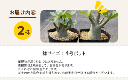 Adenium arabicum アデニウム アラビカム 2株 長与町/アグリューム[EAI157] 