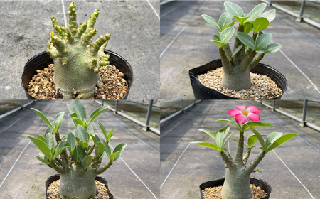 Adenium arabicum アデニウム アラビカム 2株 長与町/アグリューム[EAI157] 