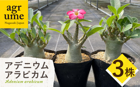 Adenium arabicum アデニウム アラビカム 3株 長与町/アグリューム[EAI158] 