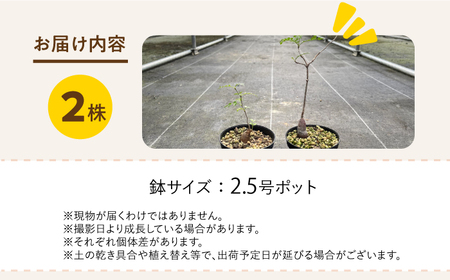 Operculicarya pachypus オペルクリカリア パキプス ２株 長与町/アグリューム[EAI162] 