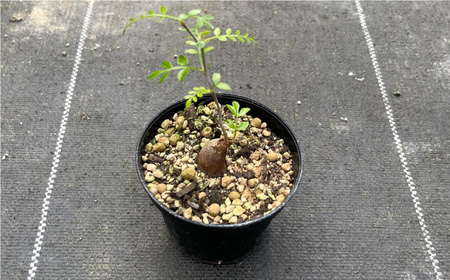 Operculicarya pachypus オペルクリカリア パキプス ２株 長与町/アグリューム[EAI162] 