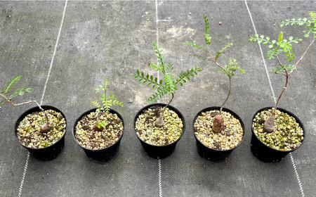 Operculicarya pachypus オペルクリカリア パキプス ２株 長与町/アグリューム[EAI162] 