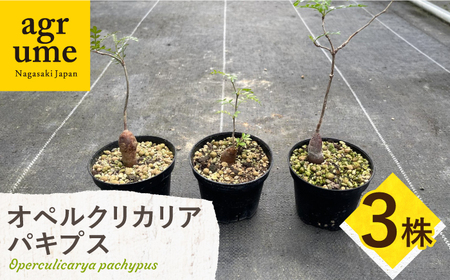 Operculicarya pachypus オペルクリカリア パキプス 3株 長与町/アグリューム[EAI163]