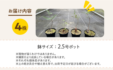 Operculicarya pachypus オペルクリカリア パキプス 4株 長与町/アグリューム[EAI164] 