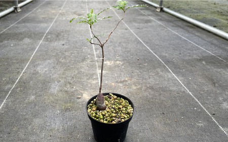 Operculicarya pachypus オペルクリカリア パキプス 4株 長与町/アグリューム[EAI164] 