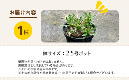 ユーフォルビア 峨眉山（ガビザン）Euphorbia Gabisan １株 長与町/アグリューム[EAI171] 