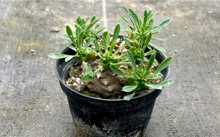 ユーフォルビア 峨眉山（ガビザン）Euphorbia Gabisan 1株 長与