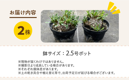 ユーフォルビア 峨眉山（ガビザン）Euphorbia Gabisan ２株 長与町/アグリューム[EAI172] 