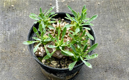 ユーフォルビア 峨眉山（ガビザン）Euphorbia Gabisan ２株 長与町/アグリューム[EAI172] 