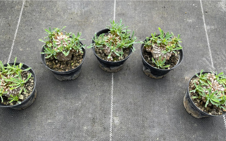 ユーフォルビア 峨眉山（ガビザン）Euphorbia Gabisan ２株 長与町/アグリューム[EAI172] 