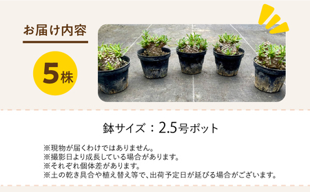 ユーフォルビア 峨眉山（ガビザン）Euphorbia Gabisan 5株 長与町/アグリューム[EAI175] 