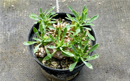 ユーフォルビア 峨眉山（ガビザン）Euphorbia Gabisan 5株 長与町/アグリューム[EAI175] 