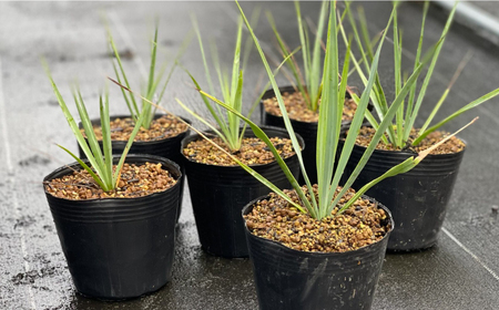 Yucca rigida ユッカ リギダ 5株 長与町/アグリューム[EAI185] 