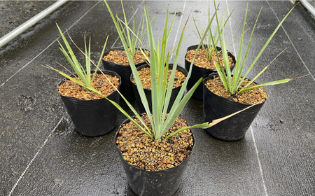 Yucca rigida ユッカ リギダ 5株 長与町/アグリューム[EAI185] 