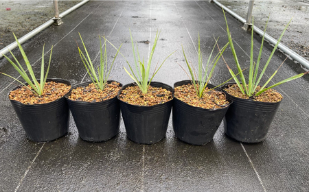 Yucca rigida ユッカ リギダ 5株 長与町/アグリューム[EAI185] 