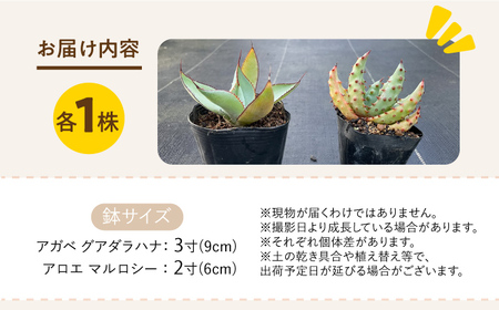アガベ グアダラハラナ ＆ アロエ マルロシー 各1株 Agave guadalajarana ＆ Aloe marlothii長与町/アグリューム[EAI201]