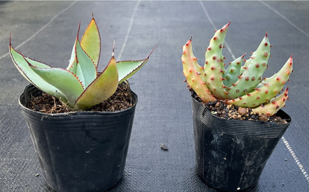 アガベ グアダラハラナ ＆ アロエ マルロシー 各1株 Agave guadalajarana ＆ Aloe marlothii長与町/アグリューム[EAI201]