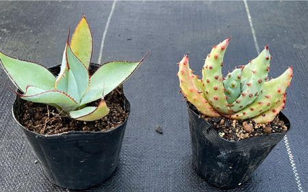 アガベ グアダラハラナ ＆ アロエ マルロシー 各1株 Agave guadalajarana ＆ Aloe marlothii長与町/アグリューム[EAI201]