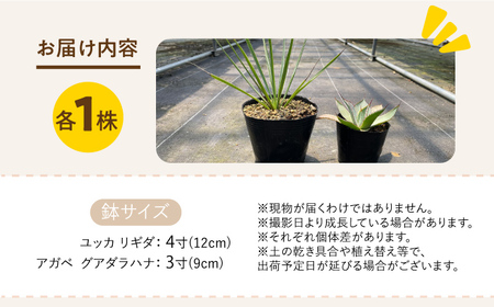 ユッカ リギダ ＆ アガベ グアダラハラナ Yucca rigida ＆ Agave guadalajarana 各1株 長与町/アグリューム[EAI205] 