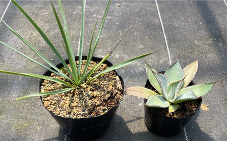 ユッカ リギダ ＆ アガベ グアダラハラナ Yucca rigida ＆ Agave guadalajarana 各1株 長与町/アグリューム[EAI205] 