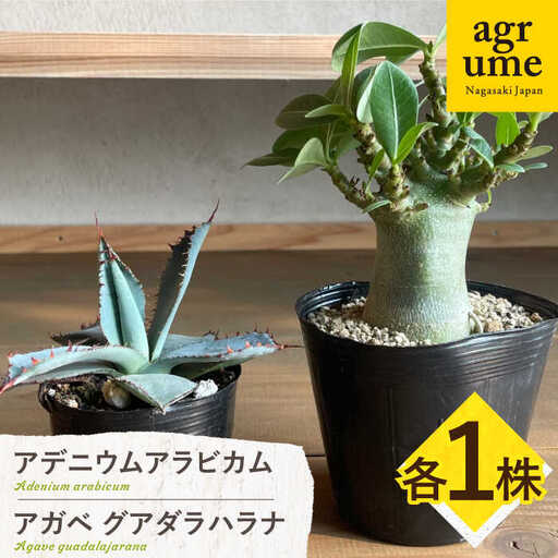 アデニウム アラビカム ＆ アガベ グアダラハラナ Adenium arabicum ＆ Agave guadalajarana 各1株 長与町/アグリューム[EAI210]