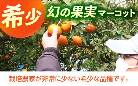 【柑橘】マーコット約3kg/JAじげもん長与直売所[EAF006]柑橘