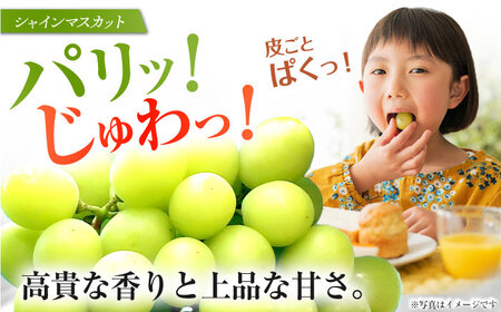 【ぶどう】シャインマスカット＆ブラックビート計1.3kg[EAF007]ぶどう
