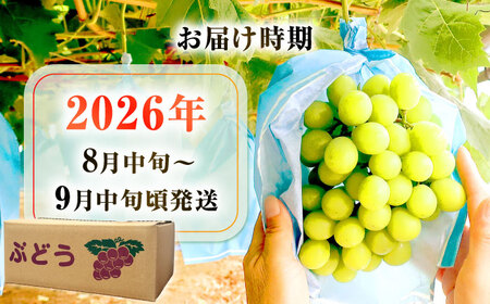 【ぶどう】シャインマスカット＆ブラックビート計1.3kg[EAF007]ぶどう