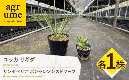 ユッカ リギダ ＆ サンセベリア ボンセレンシスドワーフ 各1株 Yucca rigida ＆ sansevieria boncellensis dwarf 長与町/アグリューム　[EAI220] 10,640円