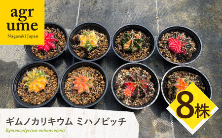 ギムノカリキウム ミハノビッチ 8株 Gymnocalycium mihanovichii 長与町/アグリューム[EAI225] 9,940円
