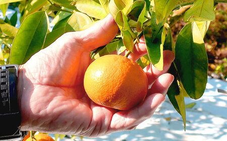 【2026年11月より発送】原口みかん 5kg（箱込み） 長与町/岩永農園[EAZ004] 