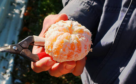 【2026年11月より発送】原口みかん 5kg（箱込み） 長与町/岩永農園[EAZ004] 