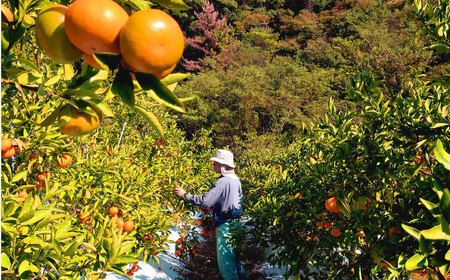 【2026年11月より発送】原口みかん 5kg（箱込み） 長与町/岩永農園[EAZ004] 