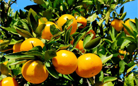 【2026年12月より発送】伊木力みかん5kg/岩永農園[EAZ006]