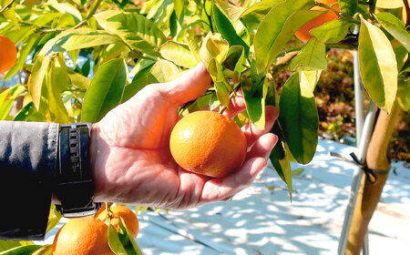 【2026年12月より発送】伊木力みかん5kg/岩永農園[EAZ006]