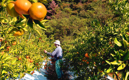 【2026年12月より発送】伊木力みかん5kg/岩永農園[EAZ006]