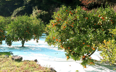 【2027年1月より発送】青島みかん5kg[EAZ008] 温州みかん