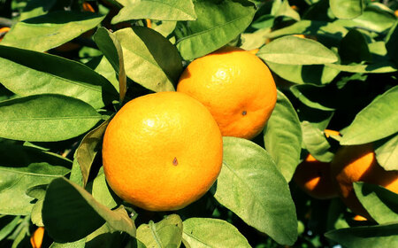 青島みかん10kg[EAZ009]みかん 蜜柑 フルーツ