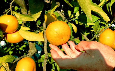 青島みかん10kg[EAZ009]みかん 蜜柑 フルーツ