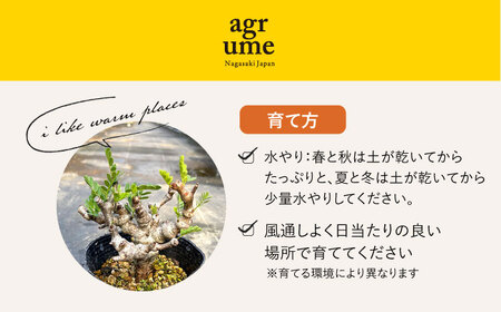 センナ メリディオナリス 1株 Senna meridionalis 長与町/アグリューム[EAI234]